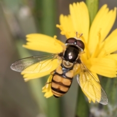 Simosyrphus grandicornis at Blue Devil Grassland, Umbagong Park (BDG) - 24 Feb 2024