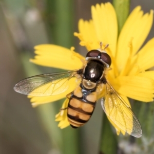 Simosyrphus grandicornis at Latham, ACT - 24 Feb 2024 02:05 PM