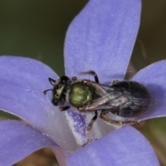Lasioglossum (Homalictus) urbanum (Furrow Bee) at Umbagong District Park - 24 Feb 2024 by kasiaaus