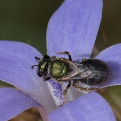 Lasioglossum (Homalictus) urbanum (Furrow Bee) at Blue Devil Grassland, Umbagong Park (BDG) - 24 Feb 2024 by kasiaaus