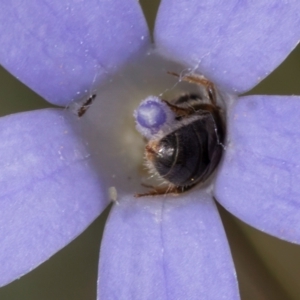 Lasioglossum (Homalictus) urbanum at Latham, ACT - 24 Feb 2024