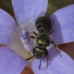 Lasioglossum (Homalictus) urbanum at Latham, ACT - 24 Feb 2024