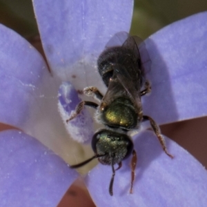 Lasioglossum (Homalictus) urbanum at Latham, ACT - 24 Feb 2024 02:09 PM