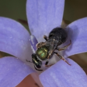 Lasioglossum (Homalictus) urbanum at Latham, ACT - 24 Feb 2024