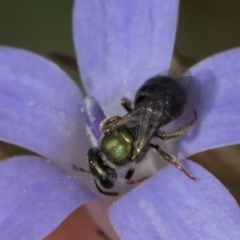 Lasioglossum (Homalictus) urbanum at Blue Devil Grassland, Umbagong Park (BDG) - 24 Feb 2024