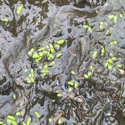 Wolffia australiana (Tiny Duckweed) at Breadalbane, NSW - 24 Feb 2024 by JaneR