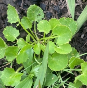 Centella asiatica at suppressed by JaneR