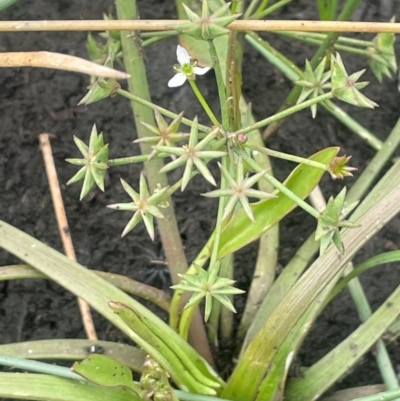 Damasonium minus (Starfruit) at Breadalbane, NSW - 24 Feb 2024 by JaneR