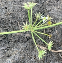 Damasonium minus at Breadalbane, NSW - 24 Feb 2024