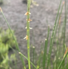 Hemarthria uncinata (Matgrass) at Breadalbane, NSW - 24 Feb 2024 by JaneR