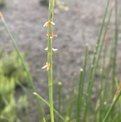 Hemarthria uncinata (Matgrass) at Breadalbane, NSW - 24 Feb 2024 by JaneR