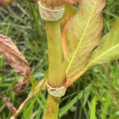 Persicaria lapathifolia (Pale Knotweed) at Breadalbane, NSW - 24 Feb 2024 by JaneR