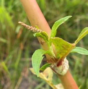 Persicaria lapathifolia at Breadalbane, NSW - 24 Feb 2024