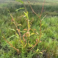 Persicaria lapathifolia at Breadalbane, NSW - 24 Feb 2024