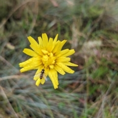 Microseris lanceolata (Yam Daisy) at Kosciuszko National Park - 23 Feb 2024 by HelenCross