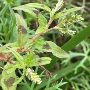 Persicaria prostrata at Breadalbane, NSW - 24 Feb 2024