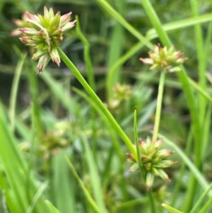 Juncus fockei at Breadalbane, NSW - 24 Feb 2024