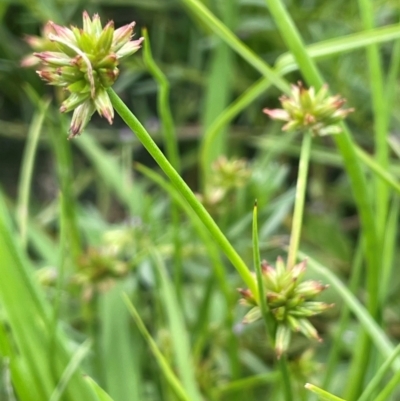 Juncus fockei (A Rush) at Breadalbane, NSW - 24 Feb 2024 by JaneR