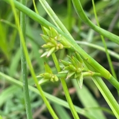 Juncus fockei at Breadalbane, NSW - 24 Feb 2024