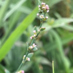 Polygonum arenastrum (Wireweed) at Breadalbane, NSW - 24 Feb 2024 by JaneR