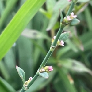 Polygonum arenastrum at Breadalbane, NSW - 24 Feb 2024 04:18 PM