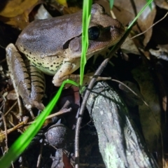 Mixophyes fasciolatus at Gleniffer, NSW - 24 Feb 2024 11:21 PM