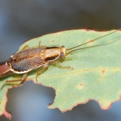 Balta sp. (genus) (A cockroach) at Lower Cotter Catchment - 24 Feb 2024 by Harrisi