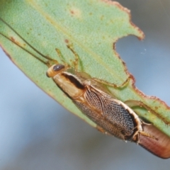 Balta sp. (genus) at Lower Cotter Catchment - 24 Feb 2024 03:50 PM