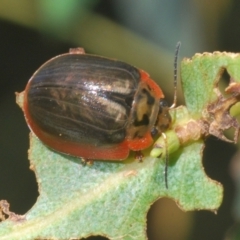 Paropsisterna agricola (Eucalyptus leaf beetle) at Uriarra Village, ACT - 24 Feb 2024 by Harrisi