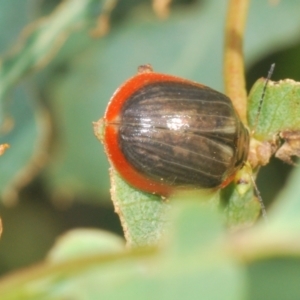 Paropsisterna agricola at Uriarra Village, ACT - 24 Feb 2024 04:24 PM