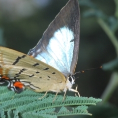 Jalmenus evagoras (Imperial Hairstreak) at Uriarra Village, ACT - 24 Feb 2024 by Harrisi