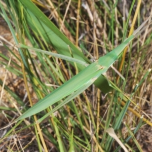 Acrida conica at Uriarra Village, ACT - 24 Feb 2024 04:59 PM