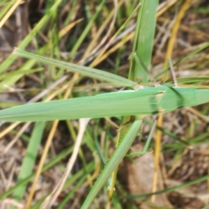 Acrida conica at Uriarra Village, ACT - 24 Feb 2024 04:59 PM