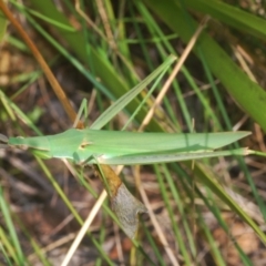 Acrida conica at Uriarra Village, ACT - 24 Feb 2024 04:59 PM