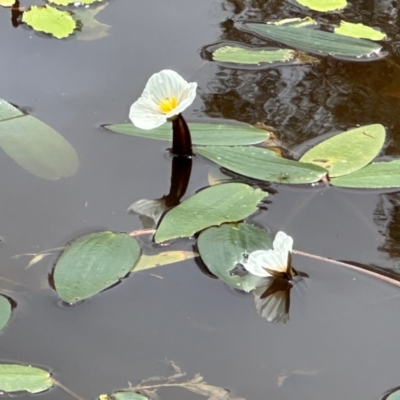 Ottelia ovalifolia (Swamp Lily) at QPRC LGA - 9 Jan 2024 by Whirlwind