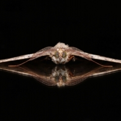 Cleora lacteata (A Geometrid moth (Ennominae)) at Wellington Point, QLD - 21 Feb 2024 by TimL