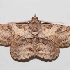 Cleora lacteata at Wellington Point, QLD - suppressed