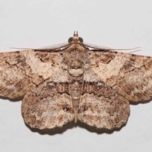 Cleora lacteata at Wellington Point, QLD - suppressed