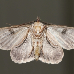 Cleora lacteata at Wellington Point, QLD - 22 Feb 2024