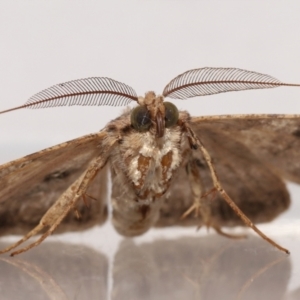 Cleora lacteata at Wellington Point, QLD - 22 Feb 2024