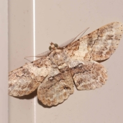 Cleora lacteata at Wellington Point, QLD - suppressed