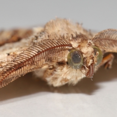 Cleora lacteata (A Geometrid moth (Ennominae)) at Wellington Point, QLD - 22 Feb 2024 by TimL