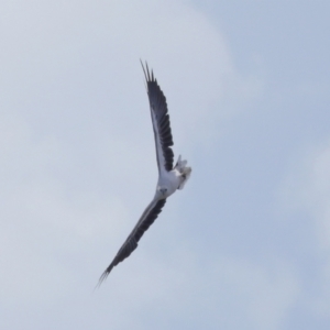 Haliaeetus leucogaster at Cleveland, QLD - 18 Feb 2024 11:03 AM