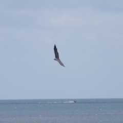 Haliaeetus leucogaster at Cleveland, QLD - 18 Feb 2024 11:03 AM