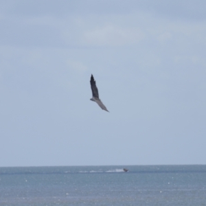 Haliaeetus leucogaster at Cleveland, QLD - 18 Feb 2024 11:03 AM