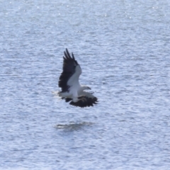 Haliaeetus leucogaster at Cleveland, QLD - 18 Feb 2024 11:03 AM