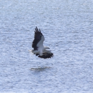 Haliaeetus leucogaster at Cleveland, QLD - 18 Feb 2024 11:03 AM