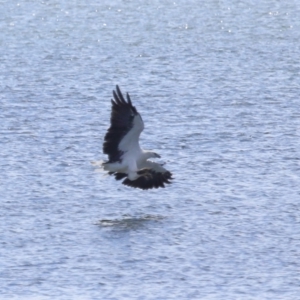 Haliaeetus leucogaster at Cleveland, QLD - 18 Feb 2024