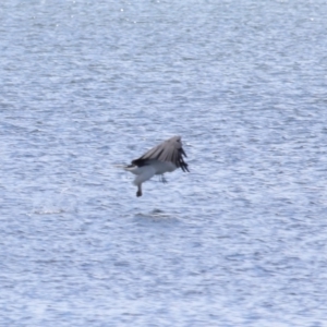 Haliaeetus leucogaster at Cleveland, QLD - 18 Feb 2024