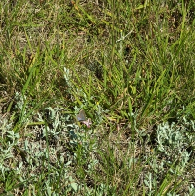 Zizina otis (Common Grass-Blue) at Dawn Crescent Grassland (DCG) - 9 Feb 2024 by MaryWebb